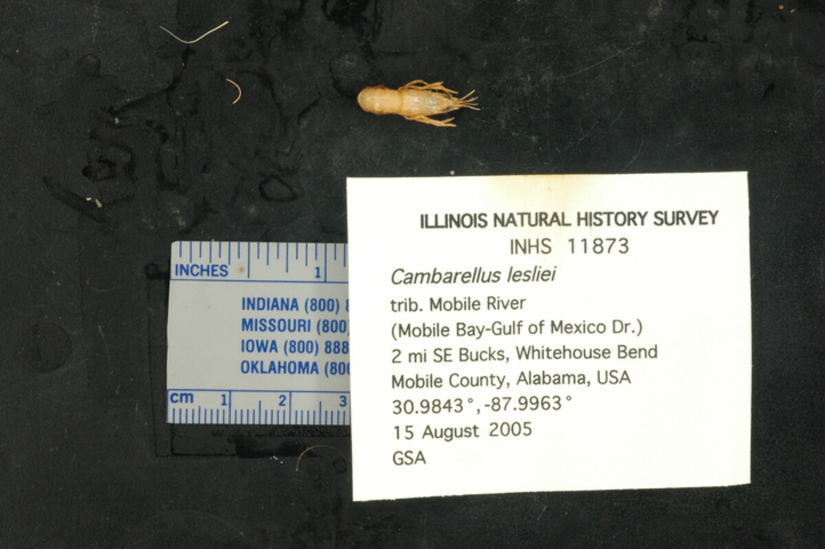 Cambarellus lesliei image